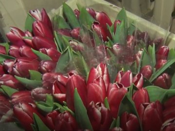 Луцькі квітникарі продають квіти за символічною ціною, щоб допомогти ЗСУ 