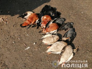 У заповіднику «Асканія Нова» – масова загибель червонокнижних птахів