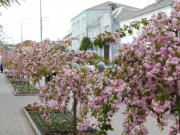 Жива музика, смаколики та перекриття вулиці: у волинському місті – свято цвітіння сакур 