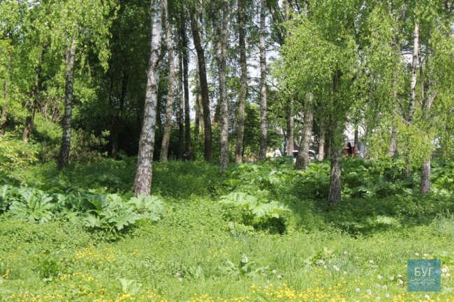 У парку на Волині – чагарники борщівника. ФОТО