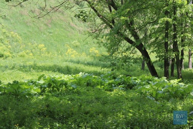 У парку на Волині – чагарники борщівника. ФОТО
