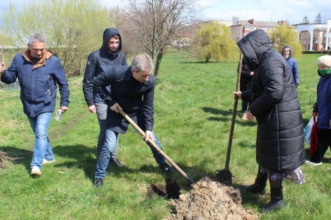 У Ковелі висадили рідкісні павловнії. ФОТО