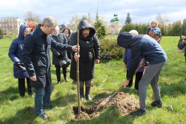 У Ковелі висадили рідкісні павловнії. ФОТО