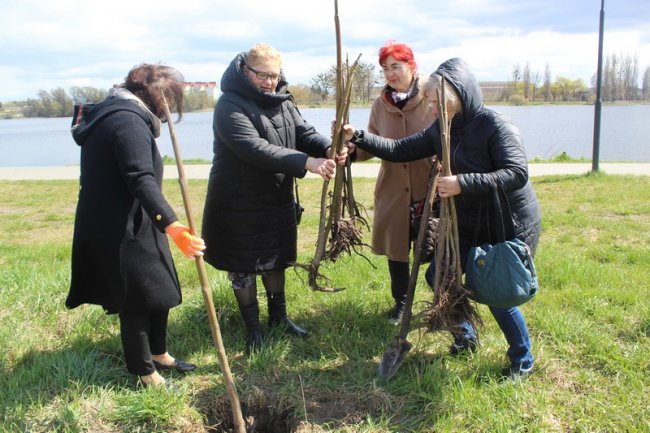 У Ковелі висадили рідкісні павловнії. ФОТО