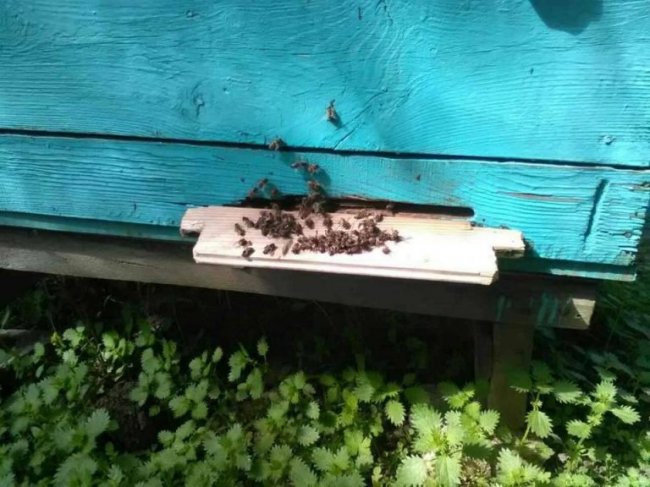 Пасічники б’ють на сполох через загибель бджіл на Волині