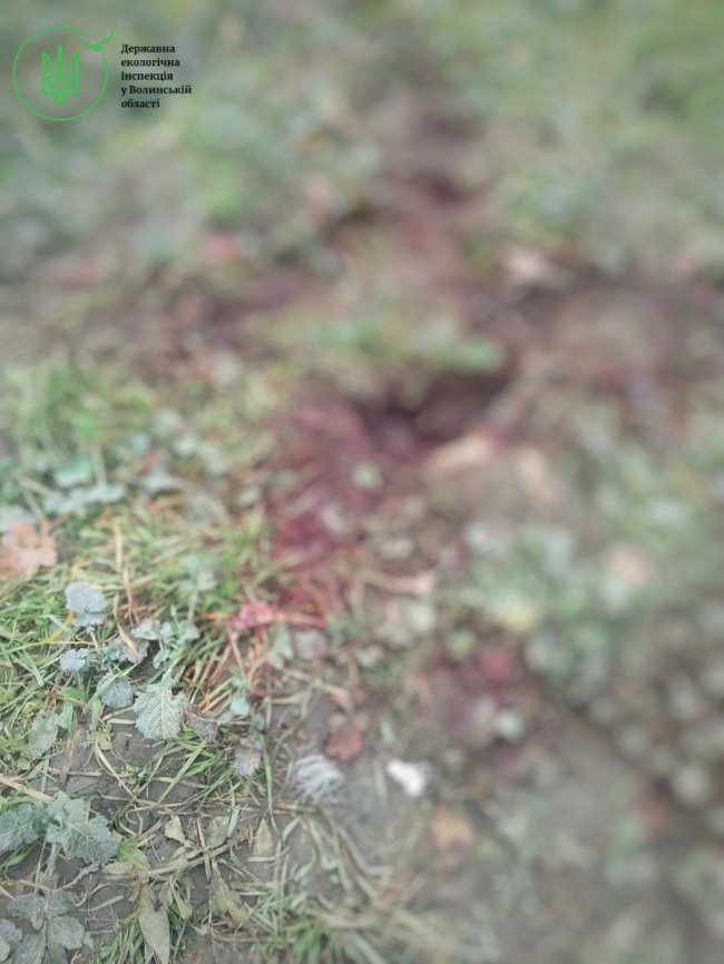 На Волині браконьєри вбили двох червонокнижних лосів