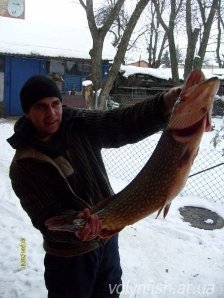 Волинянин упіймав 48-кілограмового сома