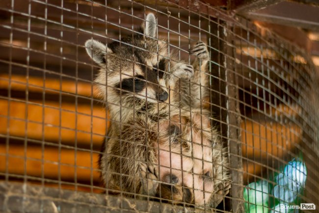 Яскраві ара та милі носухи: літній день у луцькому зоопарку. ФОТО