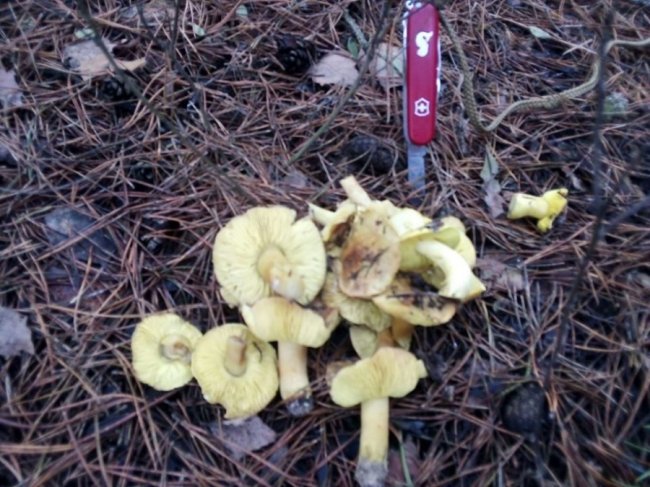 Волинянин взимку назбирав грибів у лісі