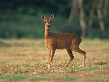 На Волині браконьєри хотіли застрелити косулю просто біля школи