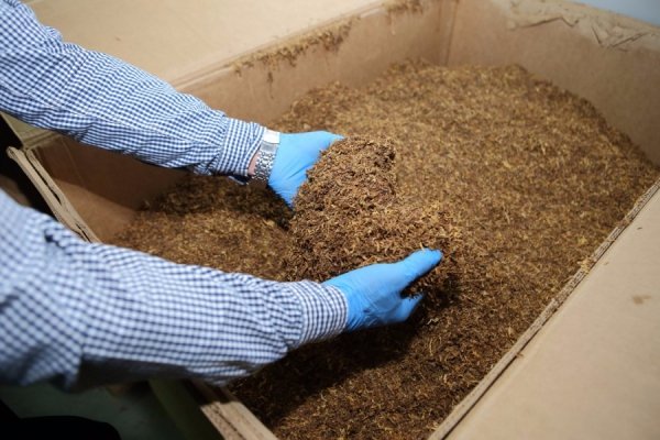 У Польщі ліквідували нелегальні тютюнові фабрики, на яких працювали українці. ФОТО