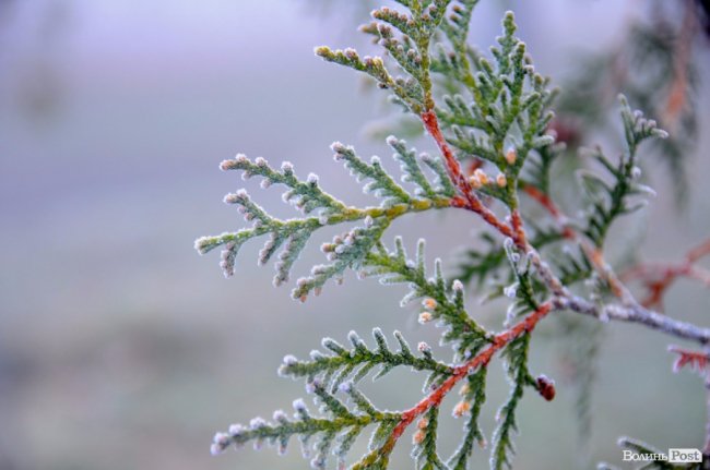 Паморозь і густий туман: чарівний ранок у Луцьку. ФОТО
