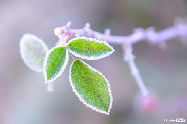 Паморозь і густий туман: чарівний ранок у Луцьку. ФОТО