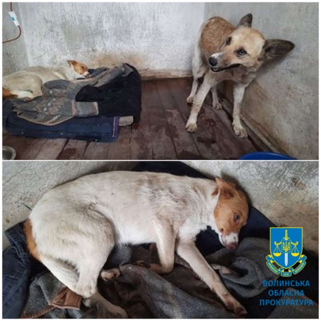 Волинянка отримала умовний термін за знущання над тваринами