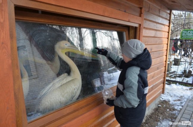 Ланцюг єдності та візок «кришталевій» жінці. Добрі новини Волині