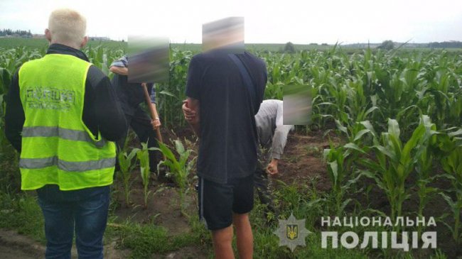 На Рівненщині знайшли тіло зниклого чоловіка: його закопали у кукурудзяному полі