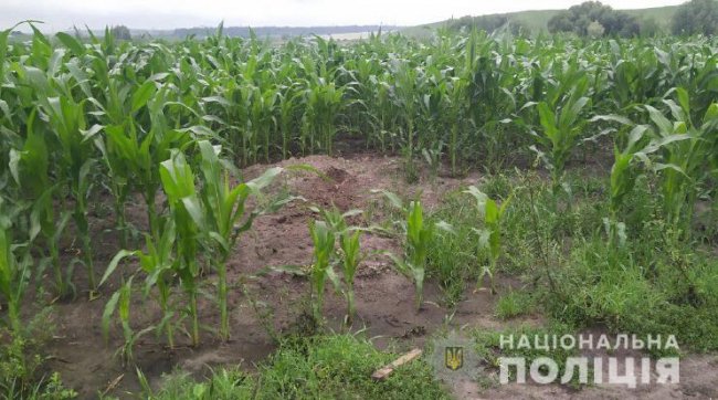 На Рівненщині знайшли тіло зниклого чоловіка: його закопали у кукурудзяному полі