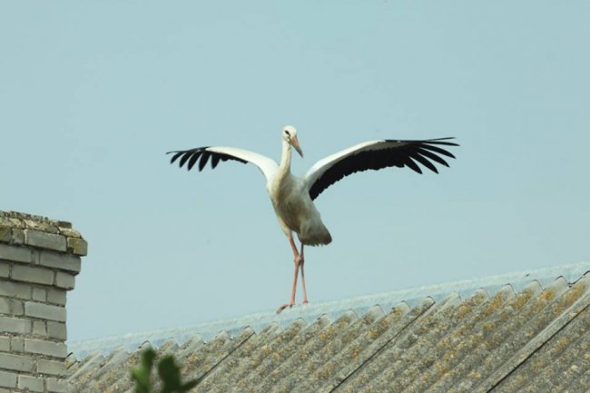 Молоді лелеки в об'єктиві волинського фотографа