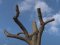 Дерева «пам'ятали» Лесю Українку: у Колодяжному жителі скаржаться на свавілля на заповідній території. ВІДЕО