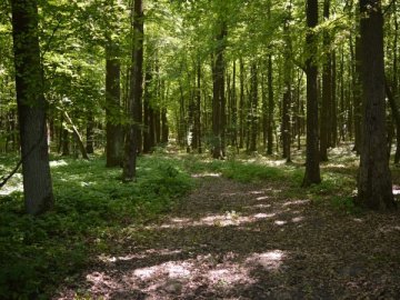 У волинських лісах ростуть дерева, посаджені польською графинею