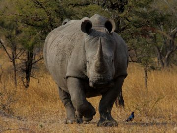 Помер найстарший носоріг у світі