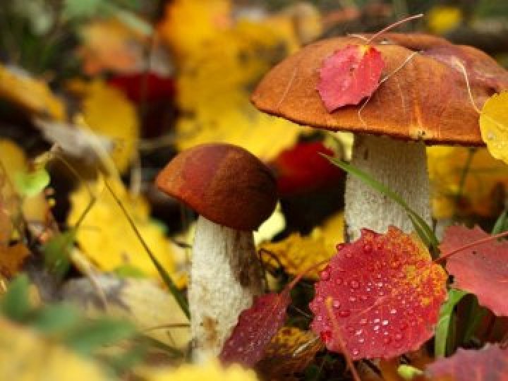 Яка буде погода в перший день осені в Луцьку