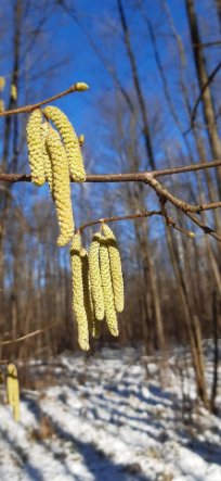 «Білочки залишаться без горішків»: на Волині через аномальне тепло цвіте ліщина