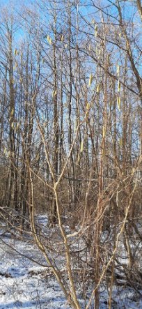 «Білочки залишаться без горішків»: на Волині через аномальне тепло цвіте ліщина