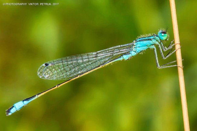 Останній день літа на світлинах луцького фотографа