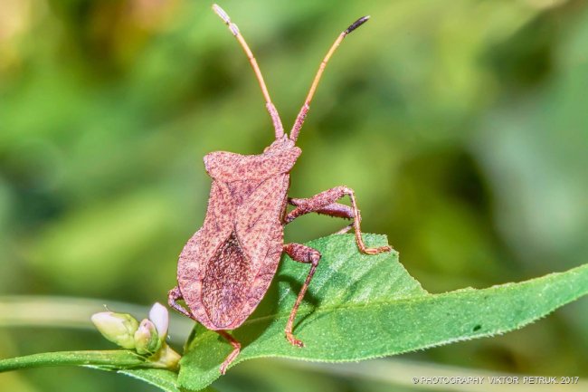 Останній день літа на світлинах луцького фотографа