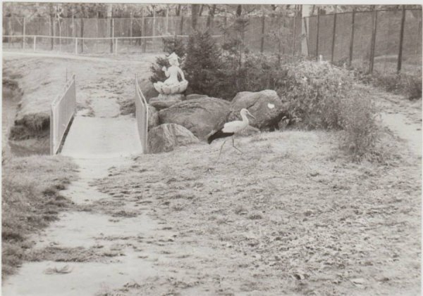 Луцький зоопарк шукає старі фото