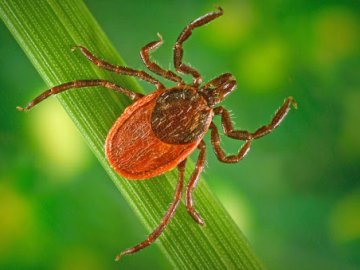 За тиждень від укусів кліщів постраждало майже пів сотні волинян