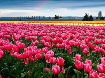 Як працюватиме Волинська Голландія та скільки коштуватиме квиток