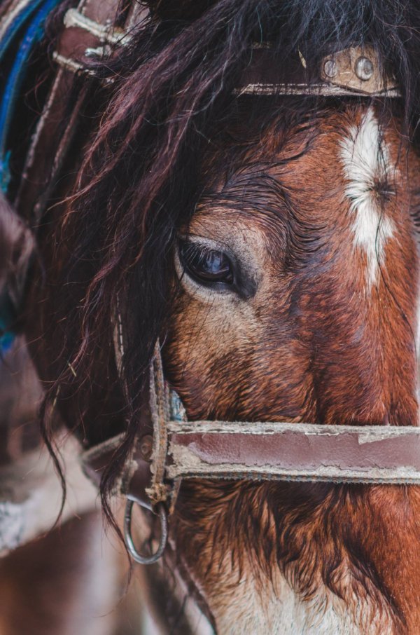 Як у казці: неймовірні фото «Цуманської пущі»