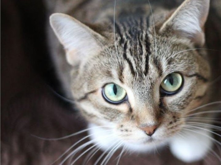 На Волині кіт покусав господиню