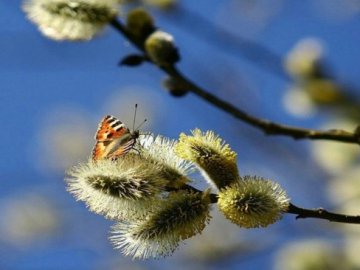 Снігу більше не буде: синоптик розповів, коли холодний фронт покине Україну
