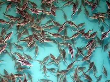 З початку року у волинські водойми випустили 6,4 тонни малька