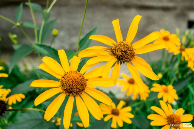 Барвиста краса: літній Луцьк потопає у квітах. ФОТО