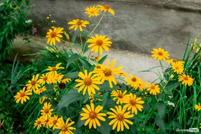 Барвиста краса: літній Луцьк потопає у квітах. ФОТО