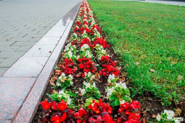 Барвиста краса: літній Луцьк потопає у квітах. ФОТО