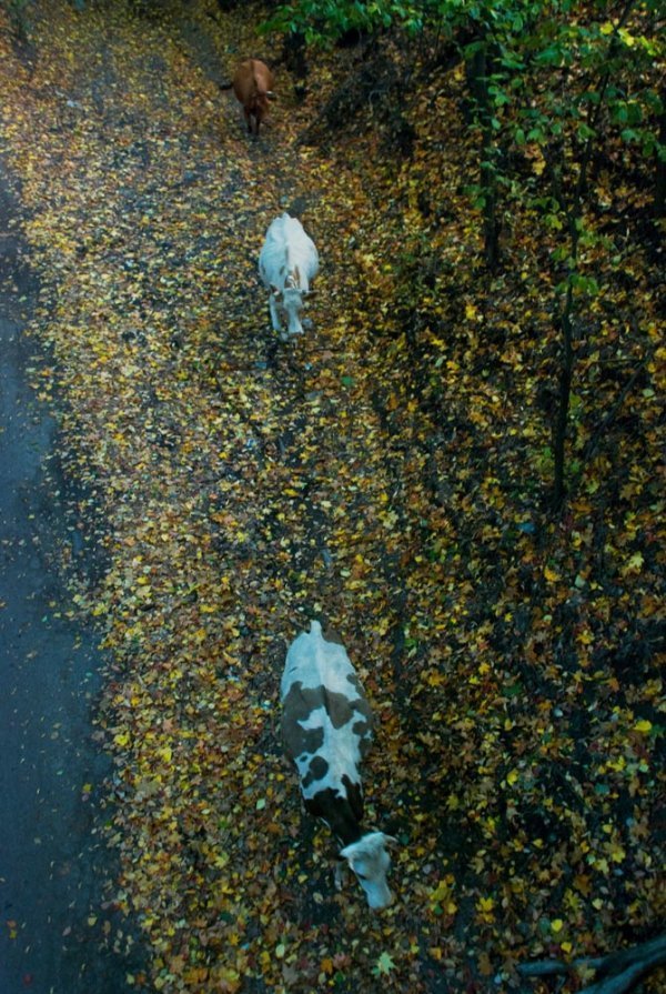 Фотовиставка Ніни Ліщук