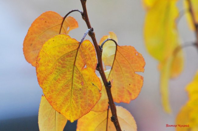 Пізня осінь крізь призму об'єктива: луцький фотограф поділився атмосферними світлинами 