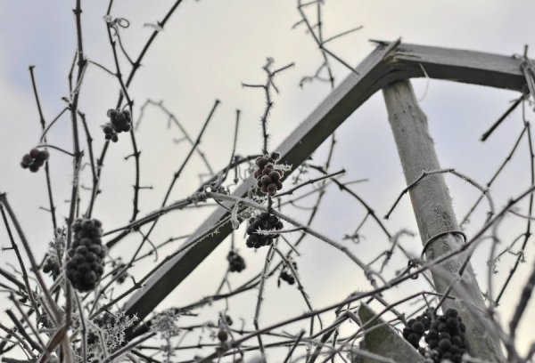 Волинь в льодяному тумані. ФОТО