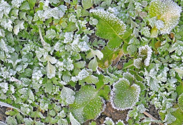 Волинь в льодяному тумані. ФОТО