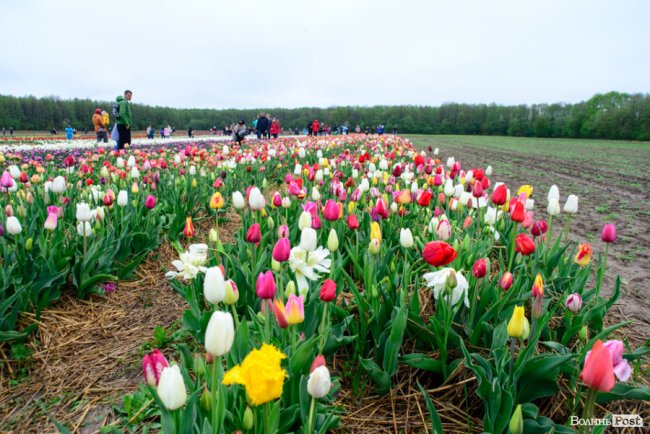 Попри негоду «Волинська Голландія» гостинно зустрічає гостей. ФОТО