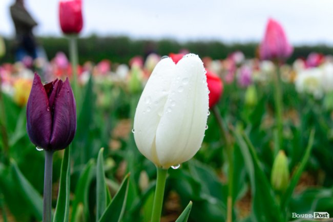 Попри негоду «Волинська Голландія» гостинно зустрічає гостей. ФОТО