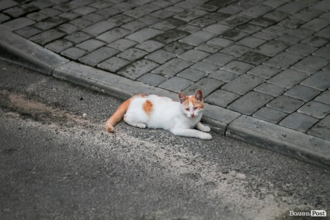 День кота: як відзначають «професійне» свято луцькі пухнастики. ФОТО