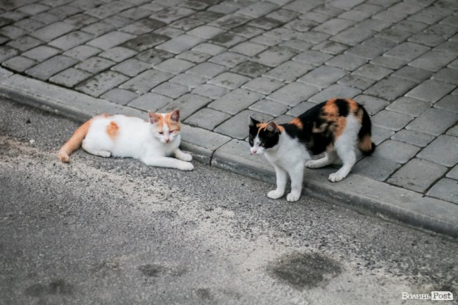 День кота: як відзначають «професійне» свято луцькі пухнастики. ФОТО