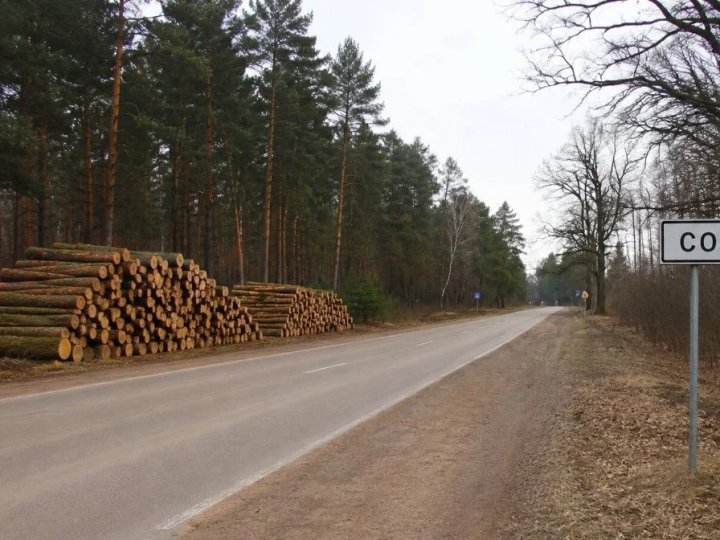 На Волині за незаконну рубку на майже два мільйони гривень судили лісничого