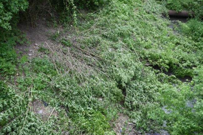 У Луцьку розчищають береги Сапалаївки: видалять більше 200 аварійних дерев 